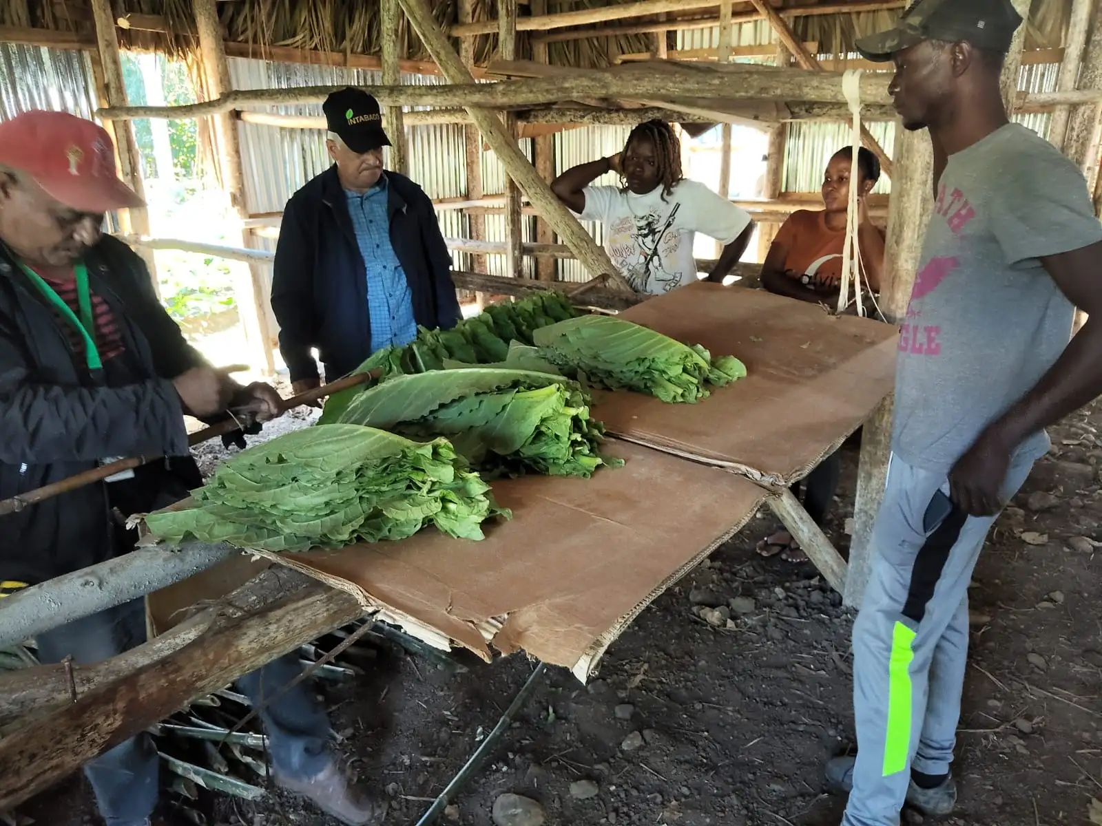 Our team hand-selecting freshly harvested tobacco leaves